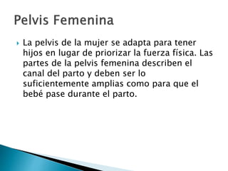  La pelvis de la mujer se adapta para tener
hijos en lugar de priorizar la fuerza física. Las
partes de la pelvis femenina describen el
canal del parto y deben ser lo
suficientemente amplias como para que el
bebé pase durante el parto.
 
