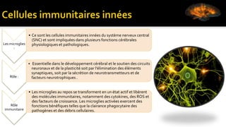 Les microglies
:
• Ce sont les cellules immunitaires innées du système nerveux central
(SNC) et sont impliquées dans plusieurs fonctions cérébrales
physiologiques et pathologiques.
Rôle :
• Essentielle dans le développement cérébral et le soutien des circuits
neuronaux et de la plasticité soit par l'élimination des éléments
synaptiques, soit par la sécrétion de neurotransmetteurs et de
facteurs neurotrophiques .
Rôle
immunitaire
• Les microglies au repos se transforment en un état actif et libèrent
des molécules immunitaires, notamment des cytokines, des ROS et
des facteurs de croissance. Les microglies activées exercent des
fonctions bénéfiques telles que la clairance phagocytaire des
pathogènes et des débris cellulaires.
 