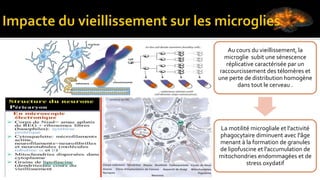 Au cours du vieillissement, la
microglie subit une sénescence
réplicative caractérisée par un
raccourcissement des télomères et
une perte de distribution homogène
dans tout le cerveau .
La motilité microgliale et l'activité
phagocytaire diminuent avec l'âge
menant à la formation de granules
de lipofuscine et l'accumulation de
mitochondries endommagées et de
stress oxydatif
 