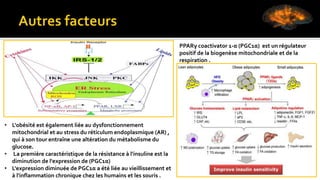 • L'obésité est également liée au dysfonctionnement
mitochondrial et au stress du réticulum endoplasmique (AR) ,
qui à son tour entraîne une altération du métabolisme du
glucose.
• La première caractéristique de la résistance à l'insuline est la
diminution de l'expression de (PGC1α)
• L'expression diminuée de PGC1α a été liée au vieillissement et
à l'inflammation chronique chez les humains et les souris .
PPARγ coactivator 1-α (PGC1α) est un régulateur
positif de la biogenèse mitochondriale et de la
respiration .
 