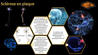 La (SEP) est une
maladie inflammatoire
démyélinisante
chronique du SNC dans
laquelle inflammation
persistante induit la
mort des
oligodendrocytes et la
perte de la gaine de
myéline.
Un vieillissement
accéléré pourrait
également jouer un
rôle dans le
développement la SP.
On pense que des
facteurs génétiques et
environnementaux tels
que les infections virales
induisent l’auto
immunité et accélèrent
l'immunosénescence
chez ces patients et
contribuent à la
pathogenèse de la
maladie.
 