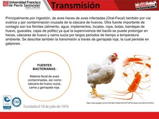Transmisión
Principalmente por ingestión, de aves heces de aves infectadas (Oral-Fecal) también por vía
ovárica y por contaminación cruzada de la cáscara de huevos. Otra fuente importante de
contagio son los fómites (alimento, agua, implementos, locales, ropa, botas, bandejas de
huevo, guacales, cajas de pollito) ya que la supervivencia del bacilo se puede prolongar en
heces, cáscaras de huevo y cama sucia por largos periodos de tiempo a temperatura
ambiente. Se describe también la transmisión a través de garrapata roja, la cual persiste en
galpones.
https://www.google.com/url?sa=i&url=https%3A%2F%2Favinews.com%2Fpt-br%2Fal
FUENTES
BACTERIANAS:
Materia fecal de aves
contaminadas, así como
cáscara de huevo sucia,
cama y garrapata roja.
 