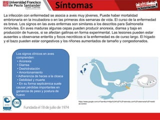 Síntomas
La infección con enfermedad se asocia a aves muy jóvenes, Puede haber mortalidad
embrionaria en la incubadora o en las primeras dos semanas de vida. El curso de la enfermedad
es breve. Los signos en las aves enfermas son similares a los descritos para Salmonella
inmóviles. En aves maduras algunas cepas pueden producir anorexia, diarrea y baja en
producción de huevos, si se afectan gallinas en forma experimental. Las lesiones pueden estar
ausentes u observarse enteritis y focos necróticos si la enfermedad es de curso largo. El hígado
y el bazo pueden estar congestivos y los riñones aumentados de tamaño y congestionados.
https://www.google.com/url?sa=i&url=https%3A%2F%2Fredmidia.com%2Fveterinaria%2Fmedid
as-control.
Los signos clínicos en aves
comprenden:
• Anorexia
• Diarrea
• Deshidratación
• Amontonamiento
• Adherencia de heces a la cloaca
• Debilidad y muerte
• En su forma septicémica suele
causar pérdidas importantes en
ganancia de peso y postura de
huevo
 