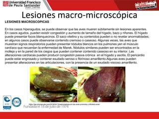 Lesiones macro-microscópica
LESIONES MACROSCOPICAS
En los casos hiperagudos, se puede observar que las aves mueren súbitamente sin lesiones aparentes.
En casos agudos, pueden existir congestión y aumento de tamaño del hígado, bazo y riñones. El hígado
puede presentar focos blanquecinos. El saco vitelino y su contenidos pueden o no revelar anormalidades;
en algunos casos puede observarse contenido cremoso o caseoso. Algunas veces, las aves que
muestran signos respiratorios pueden presentar nódulos blancos en los pulmones yen el músculo
cardíaco que recuerdan la enfermedad de Marek. Nódulos similares pueden ser encontrados en la
molleja y en la pared de los ciegos que pueden contener contenido caseoso en su interior. Las
alteraciones cardíacas pueden producir congestión pasiva crónica en el hígado y ascitis. El pericardio
puede estar engrosado y contener exudado seroso o fibrinoso amarillento.Algunas aves pueden
presentar alteraciones en las articulaciones, con la presencia de un exudado viscoso amarillento.
https://las-plumas-ala.com/2019/04/13/salmonelosis-en-las-aves-pulorosis-y-tifoidea-aviar/
 