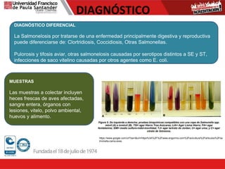DIAGNÓSTICO
MUESTRAS
Las muestras a colectar incluyen
heces frescas de aves afectadas,
sangre entera, órganos con
lesiones, vitelo, polvo ambiental,
huevos y alimento.
DIAGNÓSTICO DIFERENCIAL
La Salmonelosis por tratarse de una enfermedad principalmente digestiva y reproductiva
puede diferenciarse de: Clortridiosis, Coccidiosis, Otras Salmonellas.
Pulorosis y tifosis aviar, otras salmonelosis causadas por serotipos distintos a SE y ST,
infecciones de saco vitelino causadas por otros agentes como E. coli.
https://www.google.com/url?sa=i&url=https%3A%2F%2Fwww.engormix.com%2Favicultura%2Farticulos%2Fsa
lmonella-cama-aves.
 