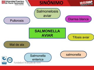 SINÓNIMO
Pullorosis
Salmonelosis
aviar
Mal de ala
Diarrea blanca
Tifosis aviar
salmonella
Salmonella
enterica
SALMONELLA
AVIAR
 