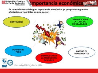 Importancia económica
Es una enfermedad de gran importancia económica ya que produce grandes
afectaciones y perdidas en este sector:
PERDIDA DE
PESO
DISMINUCION EN
LA PRODUCCION
DE HUEVO
DISMINUCION EN
LA TASA DE
INCUBABILIDAD
GASTOS EN
TRATAMIENTOS
MORTALIDAD
 