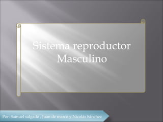 Sistema reproductor
                     Masculino




Por: Samuel salgado , Juan de marco y Nicolás Sánchez
 