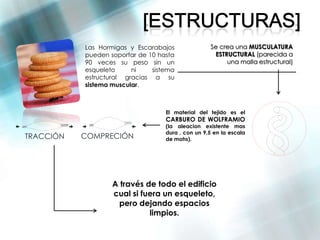 Las Hormigas y Escarabajos              Se crea una MUSCULATURA
           pueden soportar de 10 hasta              ESTRUCTURAL (parecida a
           90 veces su peso sin un                      una malla estructural)
           esqueleto     ni    sistema
           estructural gracias a su
           sistema muscular.



                                   El material del tejido es el
                                   CARBURO DE WOLFRAMIO
                                   (la aleacion existente mas
                                   dura , con un 9,5 en la escala
TRACCIÓN   COMPRECIÓN              de mohs).




                   A través de todo el edificio
                   cual si fuera un esqueleto,
                     pero dejando espacios
                             limpios.
 