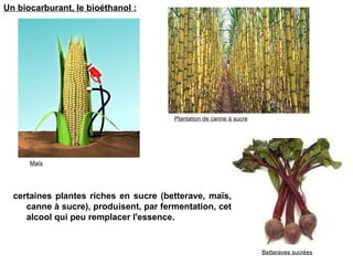Un biocarburant, le bioéthanol :   certaines plantes riches en sucre (betterave, maïs, canne à sucre), produisent, par fermentation, cet alcool qui peu remplacer l'essence. Maïs Plantation de canne à sucre Betteraves sucrées 