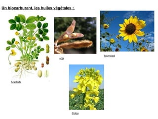 Un biocarburant, les huiles végétales :  Arachide tournesol soja Colza 