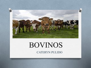 BOVINOS
CATERYN PULIDO
 