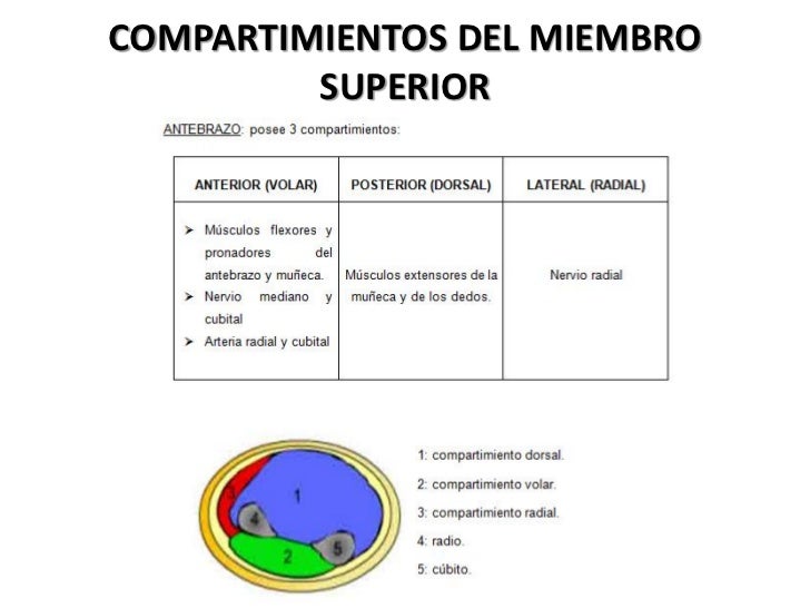 La comida que aumenta el miembro
