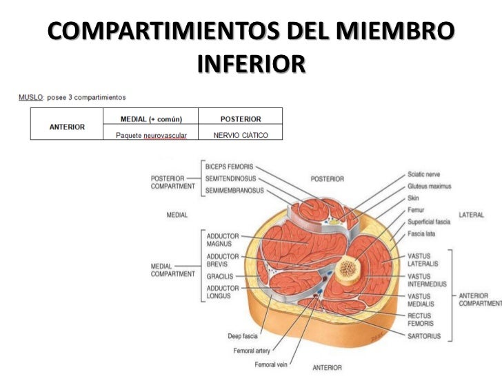 Como aumentará el miembro por las manos