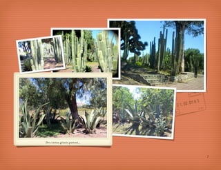 Des cactus géants partout...




                               7
 