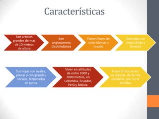 Características
Son arboles
grandes de mas
de 10 metros
de altura

Sus hojas son ovales,
planas y con grandes
nervios, terminadas
en punta

Son
angiosperma
dicotiledónea

Tienen flores de
color blanco o
rosado

Viven en altitudes
de entre 1000 y
3000 metros, en
Colombia, Ecuador,
Perú y Bolivia.

Necesitan un
clima cálido y
lluvioso

Posee frutos secos
en cápsula, de forma
cilíndrica, con 3 o 4
semillas

 