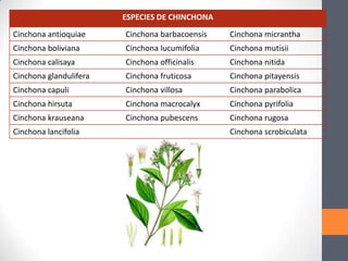 ESPECIES DE CHINCHONA
Cinchona antioquiae

Cinchona barbacoensis

Cinchona micrantha

Cinchona boliviana

Cinchona lucumifolia

Cinchona mutisii

Cinchona calisaya

Cinchona officinalis

Cinchona nitida

Cinchona glandulifera

Cinchona fruticosa

Cinchona pitayensis

Cinchona capuli

Cinchona villosa

Cinchona parabolica

Cinchona hirsuta

Cinchona macrocalyx

Cinchona pyrifolia

Cinchona krauseana

Cinchona pubescens

Cinchona rugosa

Cinchona lancifolia

Cinchona scrobiculata

 