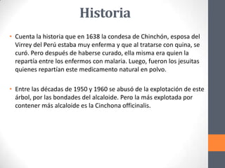 Historia
• Cuenta la historia que en 1638 la condesa de Chinchón, esposa del
Virrey del Perú estaba muy enferma y que al tratarse con quina, se
curó. Pero después de haberse curado, ella misma era quien la
repartía entre los enfermos con malaria. Luego, fueron los jesuitas
quienes repartían este medicamento natural en polvo.
• Entre las décadas de 1950 y 1960 se abusó de la explotación de este
árbol, por las bondades del alcaloide. Pero la más explotada por
contener más alcaloide es la Cinchona officinalis.

 