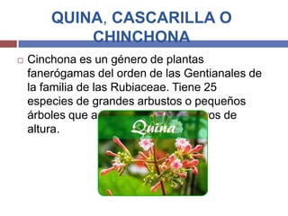 QUINA, CASCARILLA O
CHINCHONA


Cinchona es un género de plantas
fanerógamas del orden de las Gentianales de
la familia de las Rubiaceae. Tiene 25
especies de grandes arbustos o pequeños
árboles que alcanzan los 5-15 metros de
altura.

 