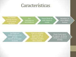 Características
Son arboles
grandes de mas
de 10 metros
de altura

Sus hojas son
ovales, planas y con
grandes
nervios, terminadas
en punta

Son
angiosperma
dicotiledónea

Tienen flores de
color blanco o
rosado

Viven en altitudes
de entre 1000 y
3000 metros, en
Colombia, Ecuador,
Perú y Bolivia.

Necesitan un
clima cálido y
lluvioso

Posee frutos secos
en cápsula, de forma
cilíndrica, con 3 o 4
semillas

 
