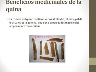 Beneficios medicinales de la
quina
• La corteza del quino contiene varios alcaloides, el principal de
los cuales es la quinina, que tiene propiedades medicinales
ampliamente reconocidas.

 