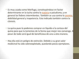 • Es muy usada como febrífugo, constituyéndose en factor
determinante en la lucha contra la malaria o paludismo, y en
general las fiebres intermitentes. También se usa contra la anemia,
debilidad general y inapetencia. Esta indicado también contra la
clorosis.
• La quina pues la podemos comprar en líquido o la corteza del
quino para que la tomemos de la forma que mejor nos convenga. A
pesar de todo será igual de beneficiosa de una u otra manera.
• Hoy día está en peligro de extinción. Debido a su gran valor
medicinal ha sido sobreexplotado, quedando pocos ejemplares.

 