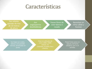 Características
Son arboles
grandes de mas
de 10 metros
de altura

Sus hojas son ovales,
planas y con grandes
nervios, terminadas en
punta

Son
angiosperma
dicotiledónea

Tienen flores de
color blanco o
rosado

Viven en altitudes de
entre 1000 y 3000
metros, en
Colombia, Ecuador, Perú
y Bolivia.

Necesitan un
clima cálido y
lluvioso

Posee frutos secos en
cápsula, de forma
cilíndrica, con 3 o 4
semillas

 