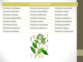 ESPECIES DE CHINCHONA
Cinchona antioquiae

Cinchona barbacoensis

Cinchona micrantha

Cinchona boliviana

Cinchona lucumifolia

Cinchona mutisii

Cinchona calisaya

Cinchona officinalis

Cinchona nitida

Cinchona glandulifera

Cinchona fruticosa

Cinchona pitayensis

Cinchona capuli

Cinchona villosa

Cinchona parabolica

Cinchona hirsuta

Cinchona macrocalyx

Cinchona pyrifolia

Cinchona krauseana

Cinchona pubescens

Cinchona rugosa

Cinchona lancifolia

Cinchona scrobiculata

 