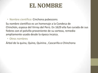 EL NOMBRE
• Nombre científico: Cinchona pubescens
Su nombre científico es un homenaje a la Condesa de
Chinchón, esposa del Virrey del Perú. En 1629 ella fue curada de sus
fiebres con el polvillo proveniente de su corteza, remedio
ampliamente usado desde la época incaica.
• Otros nombres
Árbol de la quina, Quino, Quinina , Cascarilla o Chinchona

 