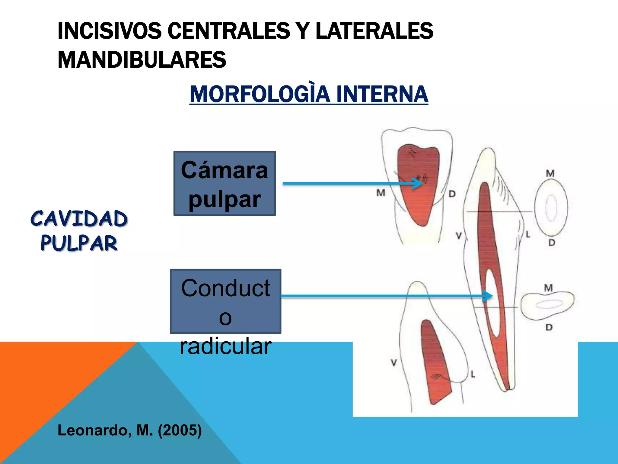INCISIVOS SUPERIORES E INFERIORES - Anatomía, morfología y accesos en…