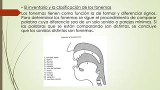 • El inventario y la clasificación de los fonemas
Los fonemas tienen como función la de formar y diferenciar signos.
Para determinar los fonemas se sigue el procedimiento de comparar
palabra cuya diferencia sea de un solo sonido o parejas mínimas. Si
las palabras que se están comparando son distintas, se concluye
que los sonidos distintos son fonemas.
 