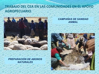 TRABAJO DEL CEA EN LAS COMUNIDADES EN EL APOYO
AGROPECUARIO
CAMPAÑAS DE SANIDAD
ANIMAL
PREPARACIÓN DE ABONOS
NATURALES
 