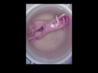 Exposé en seconde sur les mutations