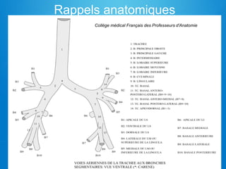 Rappels anatomiques
Collège médical Français des Professeurs d'Anatomie
 