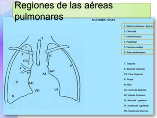 Regiones de las aéreas
pulmonares