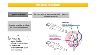 Exploración motora Función cortical, sistema piramidal y algunos
núcleos talámicos
Detectar focalidad al valorar
las cuatro extremidades
 Postura de
decorticación:
afectación diencefálica
 Postura de
descerebración: lesión
mesencefálica
 