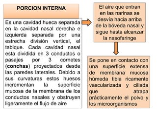PORCION INTERNA
Es una cavidad hueca separada
en la cavidad nasal derecha e
izquierda separada por una
estrecha división vertical, el
tabique. Cada cavidad nasal
esta dividida en 3 conductos o
pasajes por 3 cornetes
(conchas) proyectados desde
las paredes laterales. Debido a
sus curvaturas estos huesos
incrementan la superficie
mucosa de la membrana de los
conductos nasales y obstruyen
ligeramente el flujo de aire
El aire que entran
en las narinas se
desvía hacia arriba
de la bóveda nasal y
sigue hasta alcanzar
la nasofaringe
Se pone en contacto con
una superficie extensa
de membrana mucosa
húmeda tibia ricamente
vascularizada y ciliada
que atrapa
prácticamente el polvo y
los microorganismos
 