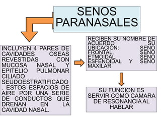 SENOS
PARANASALES
INCLUYEN 4 PARES DE
CAVIDADES OSEAS
REVESTIDAS CON
MUCOSA NASAL Y
EPITELIO PULMONAR
CILIADO
SEUDOESTRATIFICADO
. ESTOS ESPACIOS DE
AIRE POR UNA SERIE
DE CONDUCTOS QUE
DRENAN EN LA
CAVIDAD NASAL.
RECIBEN SU NOMBRE DE
ACUERDO SU
UBICACIÓN: SENO
FRONTAL, SENO
ETMOIDAL, SENO
ESFENOIDAL Y SENO
MAXILAR
SU FUNCION ES
SERVIR COMO CAMARA
DE RESONANCIA AL
HABLAR
 