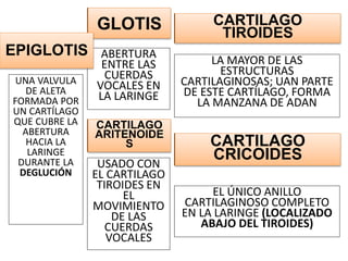 GLOTIS
UNA VALVULA
DE ALETA
FORMADA POR
UN CARTÍLAGO
QUE CUBRE LA
ABERTURA
HACIA LA
LARINGE
DURANTE LA
DEGLUCIÓN
ABERTURA
ENTRE LAS
CUERDAS
VOCALES EN
LA LARINGE
CARTILAGO
TIROIDES
LA MAYOR DE LAS
ESTRUCTURAS
CARTILAGINOSAS; UAN PARTE
DE ESTE CARTÍLAGO, FORMA
LA MANZANA DE ADAN
CARTILAGO
CRICOIDES
EL ÚNICO ANILLO
CARTILAGINOSO COMPLETO
EN LA LARINGE (LOCALIZADO
ABAJO DEL TIROIDES)
CARTILAGO
TIROIDES
USADO CON
EL CARTILAGO
TIROIDES EN
EL
MOVIMIENTO
DE LAS
CUERDAS
VOCALES
GLOTIS
EPIGLOTIS
CARTILAGO
TIROIDES
CARTILAGO
CRICOIDES
CARTILAGO
ARITENOIDE
S
 