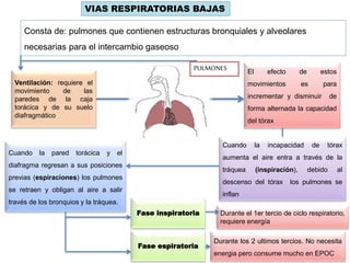 VIAS RESPIRATORIAS BAJAS
Consta de: pulmones que contienen estructuras bronquiales y alveolares
necesarias para el intercambio gaseoso
Ventilación: requiere el
movimiento de las
paredes de la caja
torácica y de su suelo
diafragmático
El efecto de estos
movimientos es para
incrementar y disminuir de
forma alternada la capacidad
del tórax
Cuando la incapacidad de tórax
aumenta el aire entra a través de la
tráquea (inspiración), debido al
descenso del tórax los pulmones se
inflan
Cuando la pared torácica y el
diafragma regresan a sus posiciones
previas (espiraciones) los pulmones
se retraen y obligan al aire a salir
través de los bronquios y la tráquea.
Fase inspiratoria
Durante los 2 ultimos tercios. No necesita
energia pero consume mucho en EPOC
Fase espiratoria
Durante el 1er tercio de ciclo respiratorio,
requiere energía
PULMONES
 