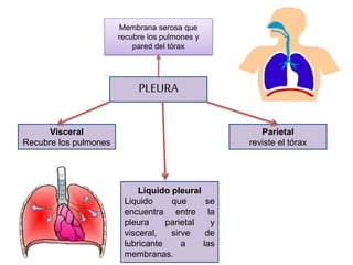 PLEURA
Membrana serosa que
recubre los pulmones y
pared del tórax
Parietal
reviste el tórax
Visceral
Recubre los pulmones
Liquido pleural
Liquido que se
encuentra entre la
pleura parietal y
visceral, sirve de
lubricante a las
membranas.
 