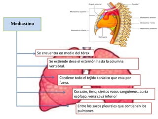 Mediastino
Se encuentra en medio del tórax
Entre los sacos pleurales que contienen los
pulmones
Se extiende dese el esternón hasta la columna
vertebral.
Contiene todo el tejido torácico que esta por
fuera.
Corazón, timo, ciertos vasos sanguíneos, aorta
esófago, vena cava inferior
 