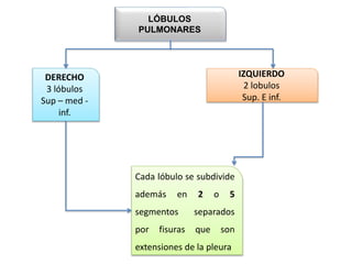 LÓBULOS
PULMONARES
DERECHO
3 lóbulos
Sup – med -
inf.
IZQUIERDO
2 lobulos
Sup. E inf.
Cada lóbulo se subdivide
además en 2 o 5
segmentos separados
por fisuras que son
extensiones de la pleura
 