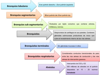 Bronquios lobulares
Bronquios segmentarios
Bronquiolos terminales
Bronquiolos respiratorios
Bronquios sub segmentarios
Bronquiolos
3 en pulmón derecho – 2 en pulmón izquierdo
10 en pulmón der. 8 en pulmón izq.
Rodeados por tejido conectivo que contiene arterias,
linfáticos y nervios.
Desprovistos de cartílagos en sus paredes. Contienen
glándulas submucosas productoras de moco que
cubre el revestimiento interno de las vías aéreas.
Sin glándulas mucosas ni cilios
Alvéolos
Considerados conductos transicionales de paso
entre las vías aéreas de conducción y las vías
aéreas de intercambio gaseoso.
Intercambio de CO2 y O2
300 millones de alveolos en el pulmón
dispuestos en 15 – 20 racimos
hematosis
 