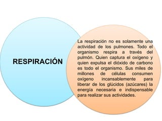 RESPIRACIÓN
La respiración no es solamente una
actividad de los pulmones. Todo el
organismo respira a través del
pulmón. Quien captura el oxígeno y
quien expulsa el dióxido de carbono
es todo el organismo. Sus miles de
millones de células consumen
oxígeno incansablemente para
liberar de los glúcidos (azúcares) la
energía necesaria e indispensable
para realizar sus actividades.
 