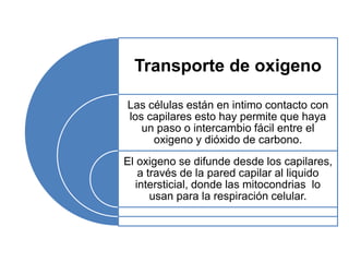 Transporte de oxigeno
Las células están en intimo contacto con
los capilares esto hay permite que haya
un paso o intercambio fácil entre el
oxigeno y dióxido de carbono.
El oxigeno se difunde desde los capilares,
a través de la pared capilar al liquido
intersticial, donde las mitocondrias lo
usan para la respiración celular.
 
