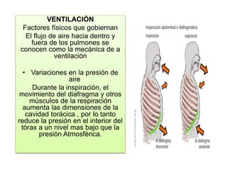 VENTILACIÓN
Factores físicos que gobiernan
El flujo de aire hacia dentro y
fuera de los pulmones se
conocen como la mecánica de a
ventilación
• Variaciones en la presión de
aire
Durante la inspiración, el
movimiento del diafragma y otros
músculos de la respiración
aumenta las dimensiones de la
cavidad torácica , por lo tanto
reduce la presión en el interior del
tórax a un nivel mas bajo que la
presión Atmosférica.
 