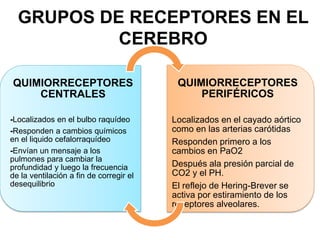 GRUPOS DE RECEPTORES EN EL
CEREBRO
QUIMIORRECEPTORES
CENTRALES
-Localizados en el bulbo raquídeo
-Responden a cambios químicos
en el liquido cefalorraquídeo
-Envían un mensaje a los
pulmones para cambiar la
profundidad y luego la frecuencia
de la ventilación a fin de corregir el
desequilibrio
QUIMIORRECEPTORES
PERIFÉRICOS
Localizados en el cayado aórtico
como en las arterias carótidas
Responden primero a los
cambios en PaO2
Después ala presión parcial de
CO2 y el PH.
El reflejo de Hering-Brever se
activa por estiramiento de los
receptores alveolares.
 