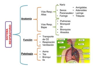 SISTEMA
RESPIRATORIO
Anatomía
Función
Patología
Vías Resp.
Altas
Vías Resp.
Bajas
• Nariz
• Senos
Paranasales
• Faringe
• Amígdalas
• Adenoides
• Laringe
• Tráquea
• Pulmones
• Bronquiol
os
• Bronquios
• Alveolos
• Transporte
de O2
• Respiración
• Ventilación
• Asma
• Tos
• Bronqui
tis
 