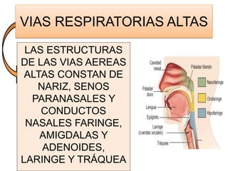 VIAS RESPIRATORIAS ALTAS
LAS ESTRUCTURAS
DE LAS VIAS AEREAS
ALTAS CONSTAN DE
NARIZ, SENOS
PARANASALES Y
CONDUCTOS
NASALES FARINGE,
AMIGDALAS Y
ADENOIDES,
LARINGE Y TRÁQUEA
 